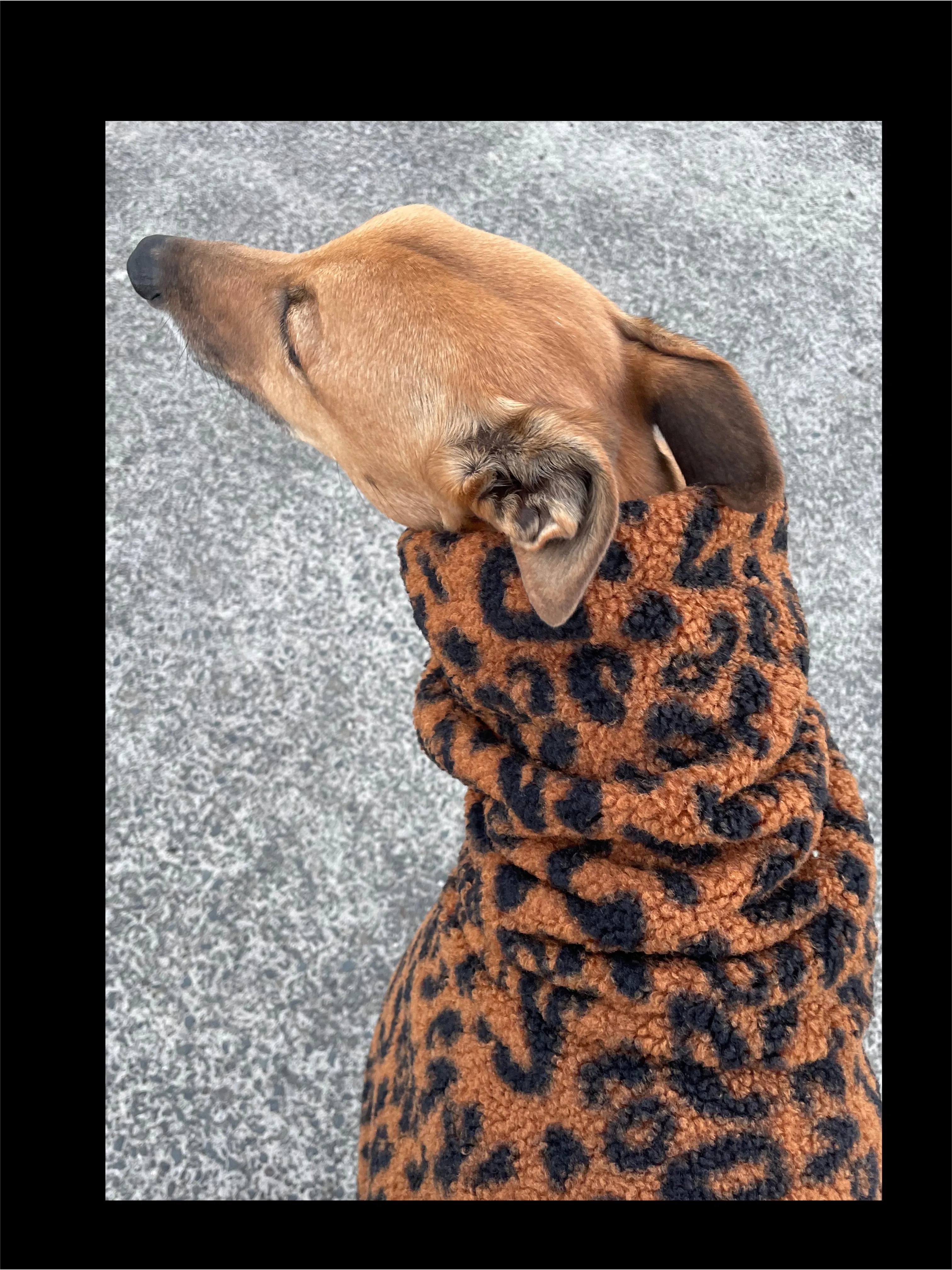 Leopard print Teddy fleece deluxe style greyhound coat with snuggly wide neck roll